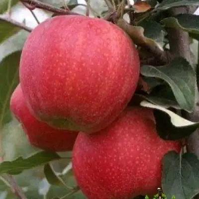 Яблоня ГАЛА ШНИГА в Мозыре