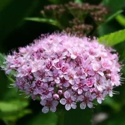 Спирея ПИНК СПАРКЛЕР в Мозыре