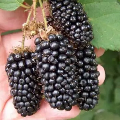 Ежевика ЛОХ НЕСС бесшипная  в Мозыре