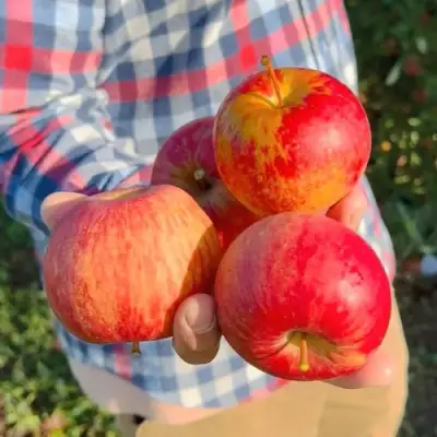 Яблоня КРАСАВИТА в Мозыре