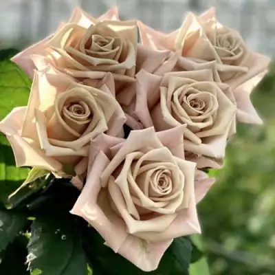 Роза МЕНТА чайно-гибридная в Мозыре