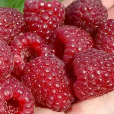 Малина ГИГАНТ РУБИНОВЫЙ в Мозыре