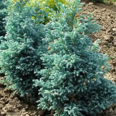 Кипарисовик БУЛЕВАРД горохоплодный в Мозыре