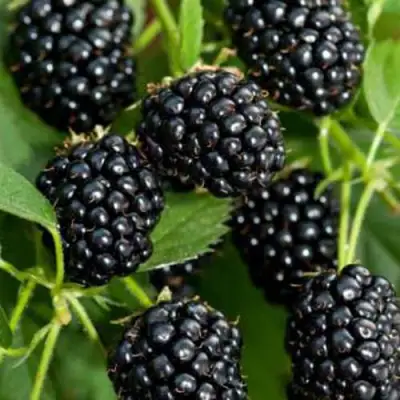 Ежевика КИТАНИНИ бесшипная  в Мозыре