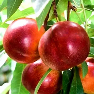 Нектарин СТАРК РЕД ГОЛД в Мозыре