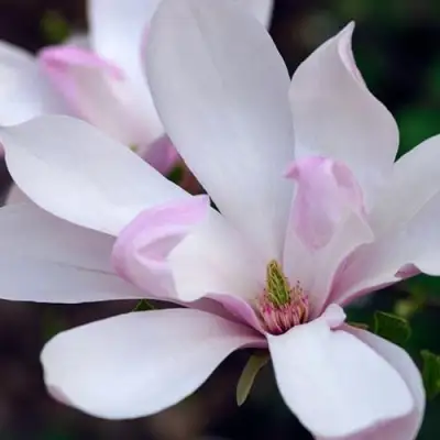 Магнолия ПИНКИ в Мозыре