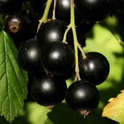 Смородина черная КЛУССОНОВСКАЯ в Мозыре