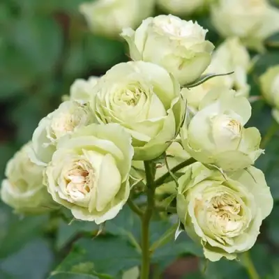 Роза ГРИН ДАЙМОНД миниатюрная в Мозыре