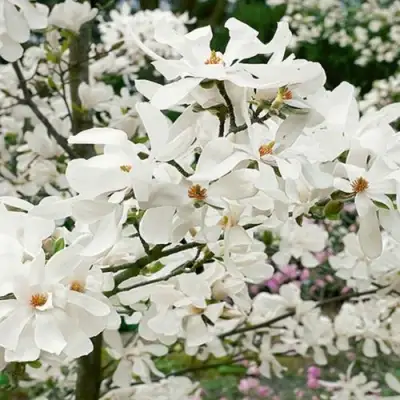 Магнолия ЛЕБНЕРА МЕРРИЛЛ в Мозыре