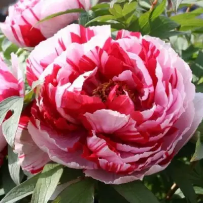 Пион РЕД ВИЗ ПИНК древовидный в Мозыре