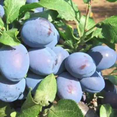 Слива ГИЛЬБЕРТ в Мозыре