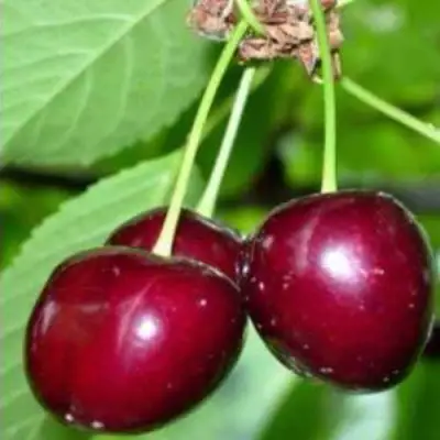 Черешня ВАСИЛИСА в Мозыре