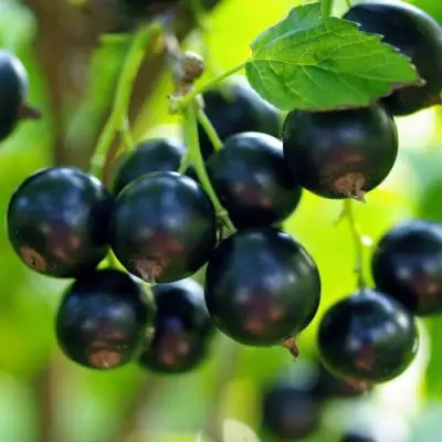 Смородина чёрная ВЕЛОЙ (ЛЕНИНГРАДСКАЯ СЛАДКАЯ) в Мозыре