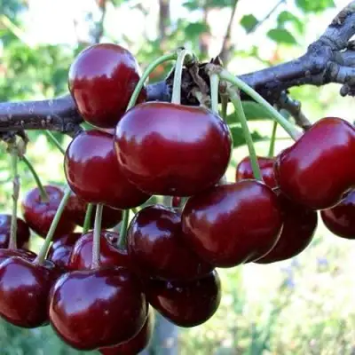 Дюк ЖИВИЦА (ЧЕРЕВИШНЯ) в Мозыре