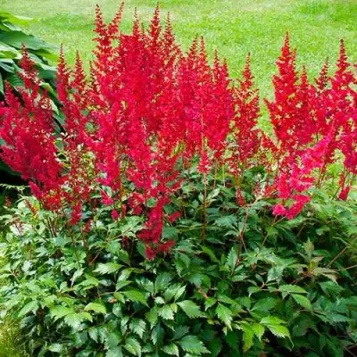 Астильба КОБЛЕНЦ японская в Мозыре