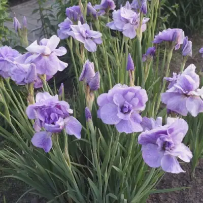 Ирис ИМПЕРИАЛ ОПАЛ сибирский в Мозыре