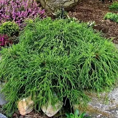 Кипарисовик ФИЛИФЕРА НАНА горохоплодный  в Мозыре