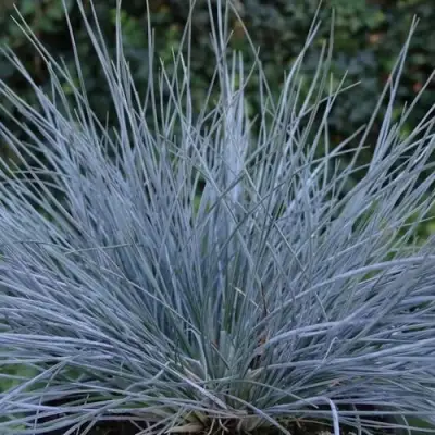 Овсяница АЙСФОГЕЛЬ сизая в Мозыре