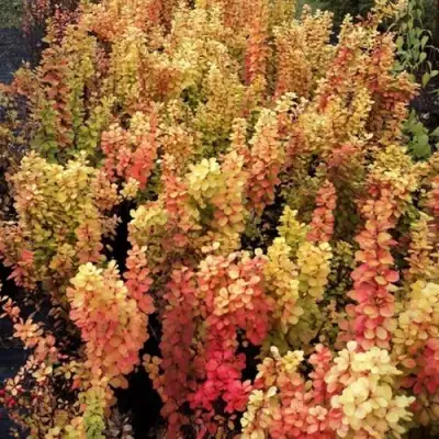 Барбарис САММЕР САНСЕТ тунберга в Мозыре