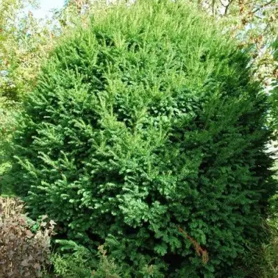 Тис РЕПАНДЕНС ягодный в Мозыре