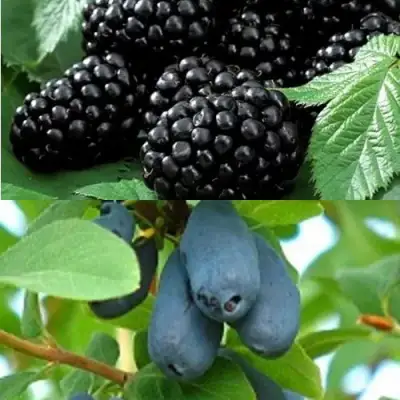 Комплект ЯГОДНЫЙ ДУЭТ в Мозыре