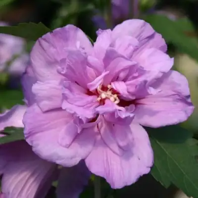 Гибискус АРДЕНС сирийский в Мозыре