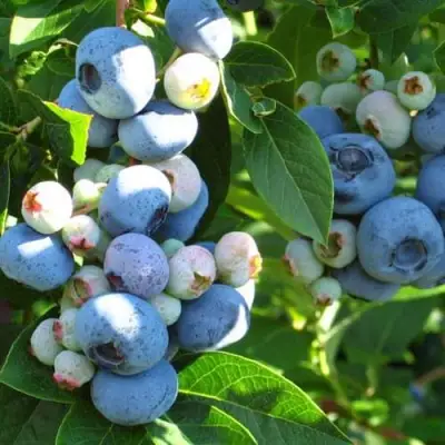 Голубика ДАРРОУ в Мозыре