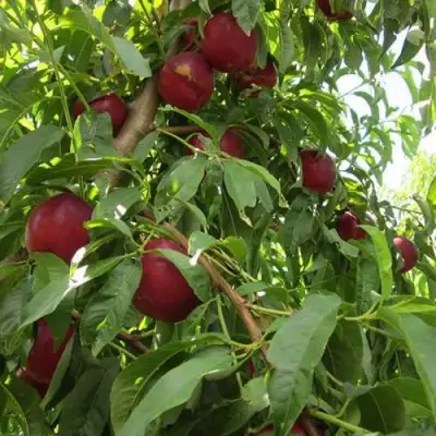 Нектарин ЭКСТРИМ БЬЮТИ в Мозыре