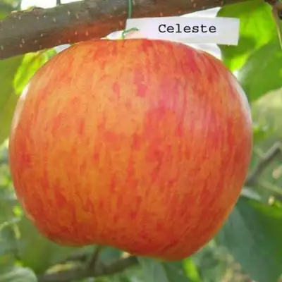 Яблоня ЦЕЛЕСТЕ в Мозыре