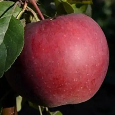 Яблоня БЕЛОРУССКОЕ СЛАДКОЕ в Мозыре