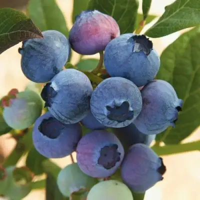 Голубика ОСОРНО в Мозыре