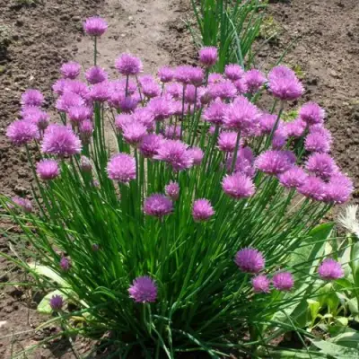 Лук-шнитт в Мозыре