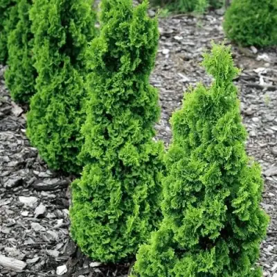 Туя ЗМАТЛИК западная в Мозыре