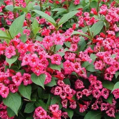 Вейгела БРИСТОЛЬ РУБИ в Мозыре