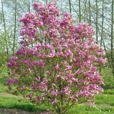 Магнолия СЬЮЗАН в Мозыре