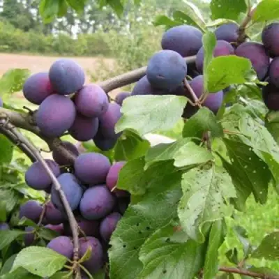 Слива ПЕРДРИГОН в Мозыре