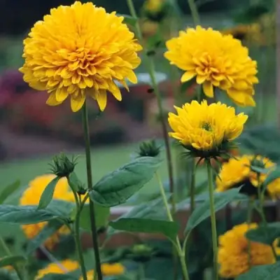 Подсолнечник СОЛЕЙЛ ДЕ ОР в Мозыре