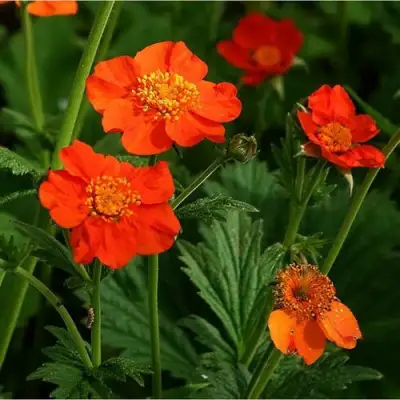 Гравилат БОРИСА в Мозыре