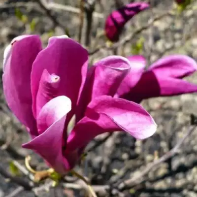 Магнолия СЬЮЗАН в Мозыре