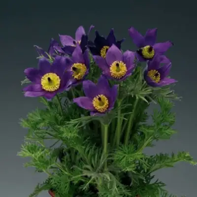 Прострел ПИНВИЛ БЛЮ ШЕЙДЕС в Мозыре