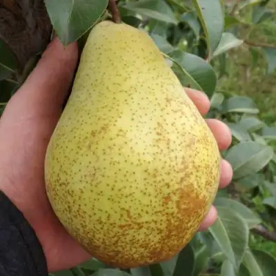 Груша ГЕНЕРАЛ ЛЕКЛЕРК в Мозыре