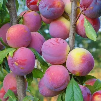 Слива КОЛОННОВИДНАЯ в Мозыре