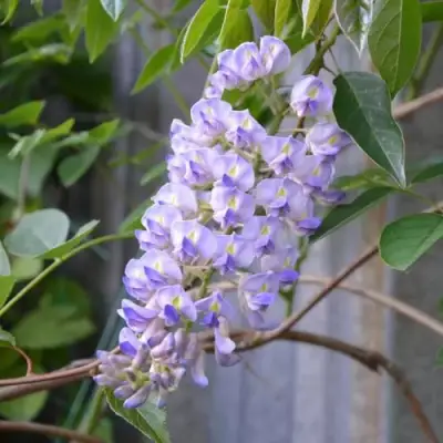 Глициния макростахия БЛЮ МУН в Мозыре