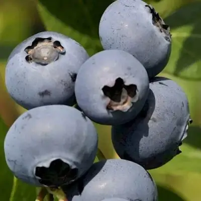 Голубика ЧАНДЛЕР в Мозыре