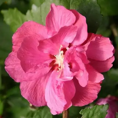 Гибискус ДЮК ДЕ БРАБАНТ сирийский  в Мозыре