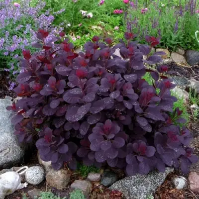 Скумпия РОЯЛ ПЕРПЛ кожевенная в Мозыре