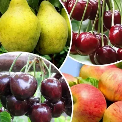 Комплект НАСЛАЖДЕНИЕ в Мозыре