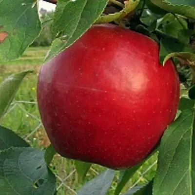 Яблоня РЕДФРИ в Мозыре