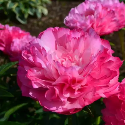 Пион ДЖОКЕР травянистый в Мозыре