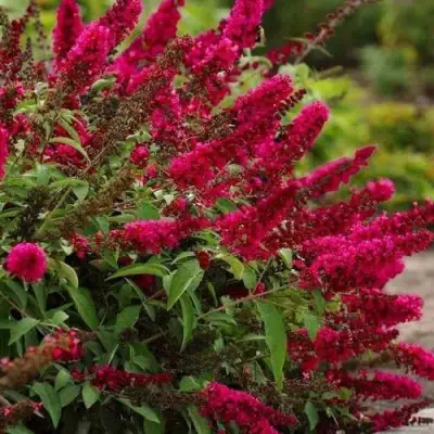 Буддлея давида РОЯЛ РЕД в Мозыре